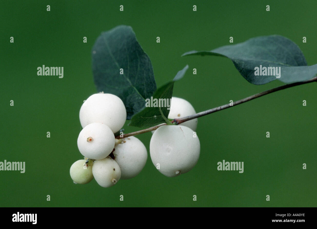 Common Snowberry Stock Photo