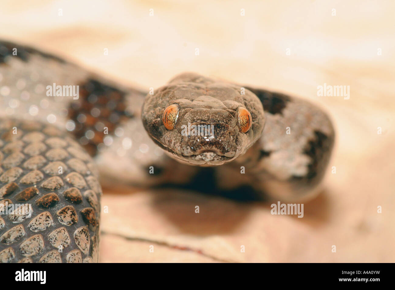 cat snake, European cat snake (Telescopus fallax), portrait with charcteristic eyes, Turkey Stock Photo