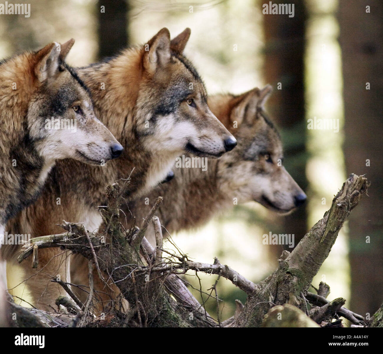 European gray wolf (Canis lupus lupus), three individuals; portrait ...