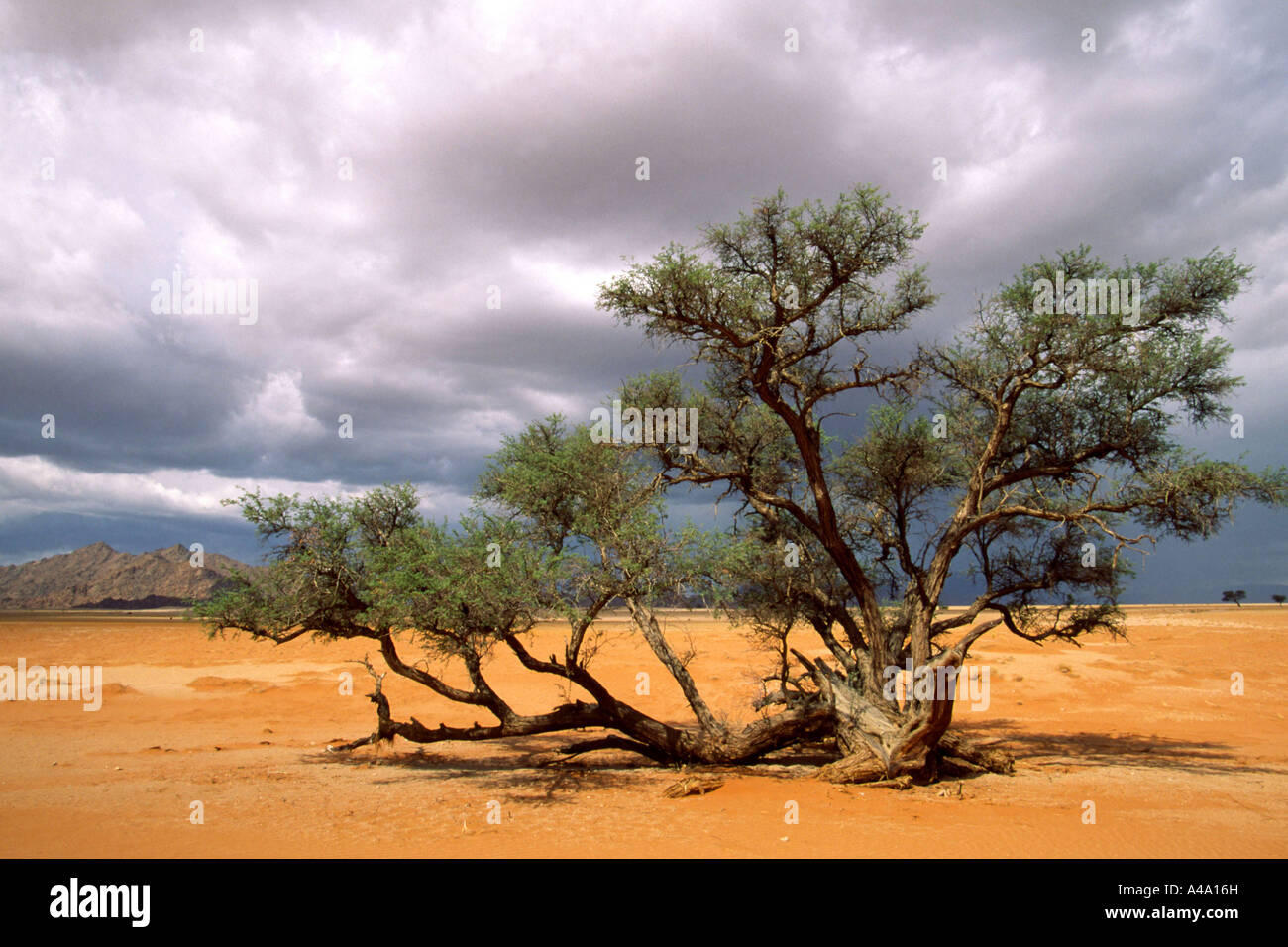 camel thorn, giraffe thorn (Acacia erioloba), during rainy season, Namibia Stock Photo