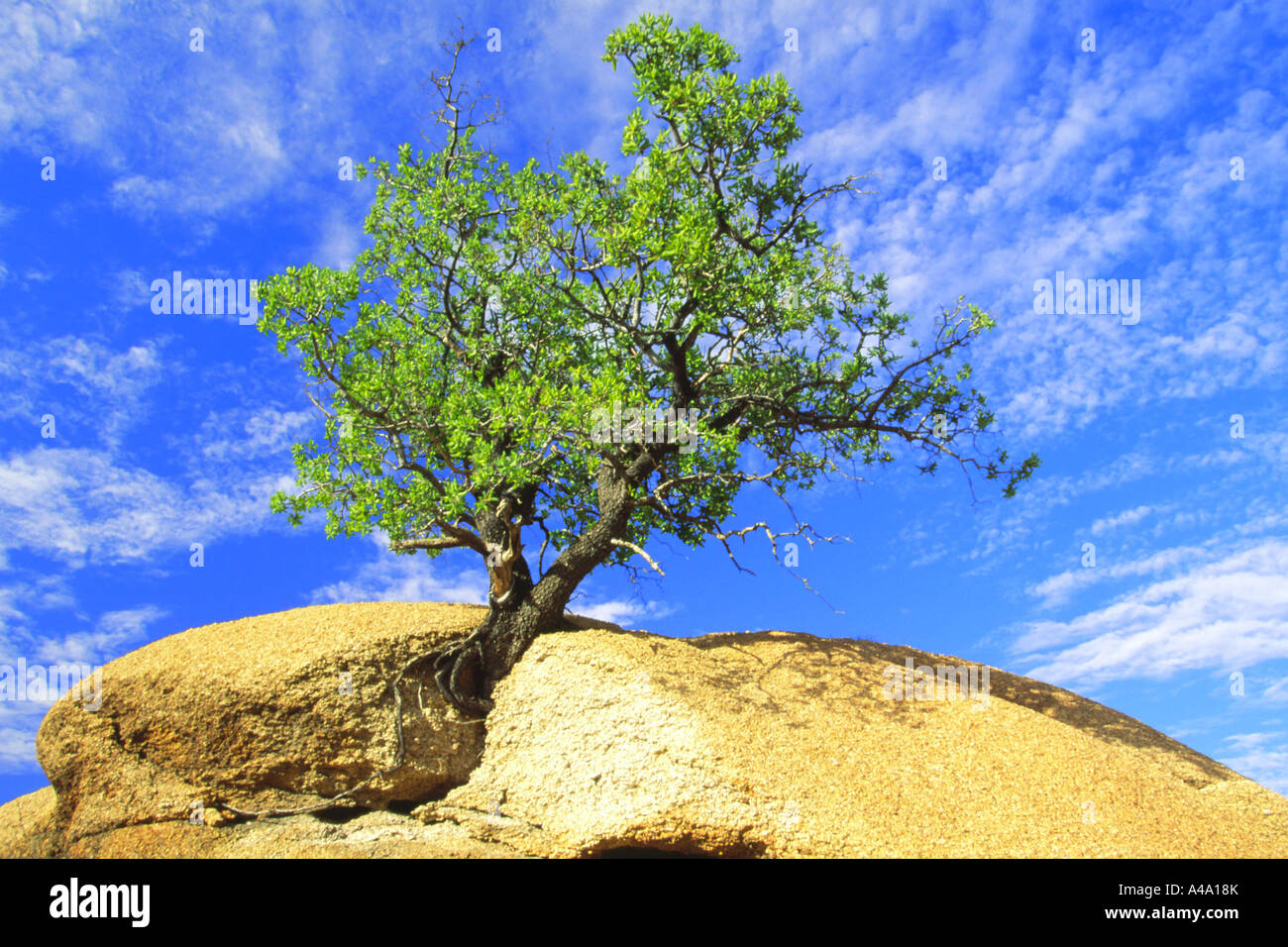 Mopane, Mopane Tree (Colophospermum mopane), growing out of a rock, Namibia Stock Photo