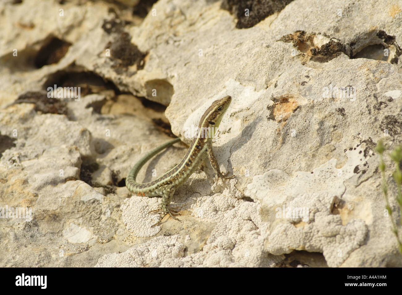 Kayseri Lizard (Lacerta cappadocica), sunbathing on rock, Turkey Stock Photo