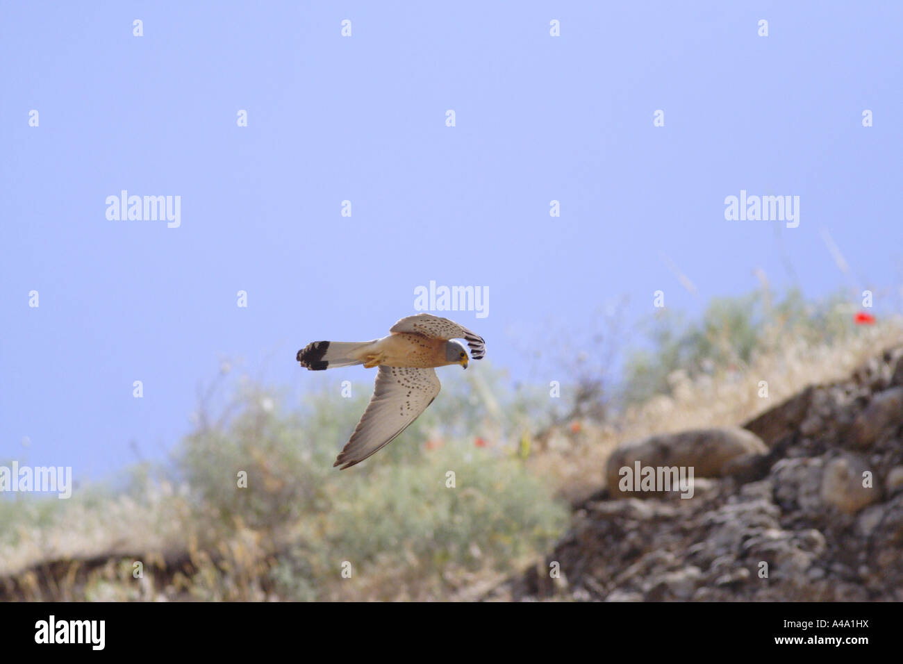 lesser kestrel (Falco naumanni), male gliding, Turkey Stock Photo