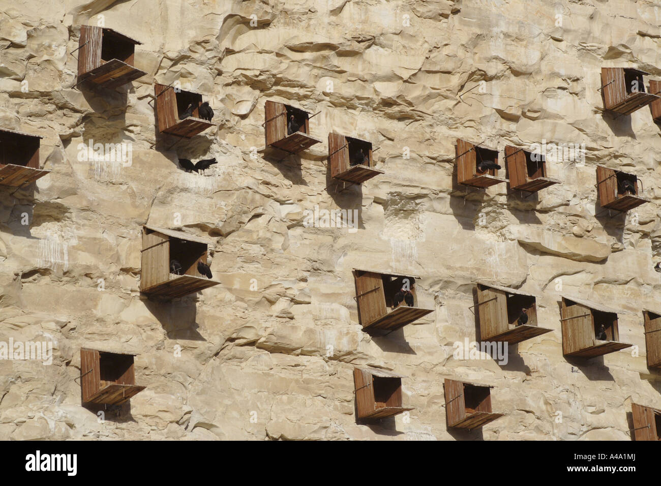 hermit ibis (Geronticus eremita), nest boxes, Turkey Stock Photo