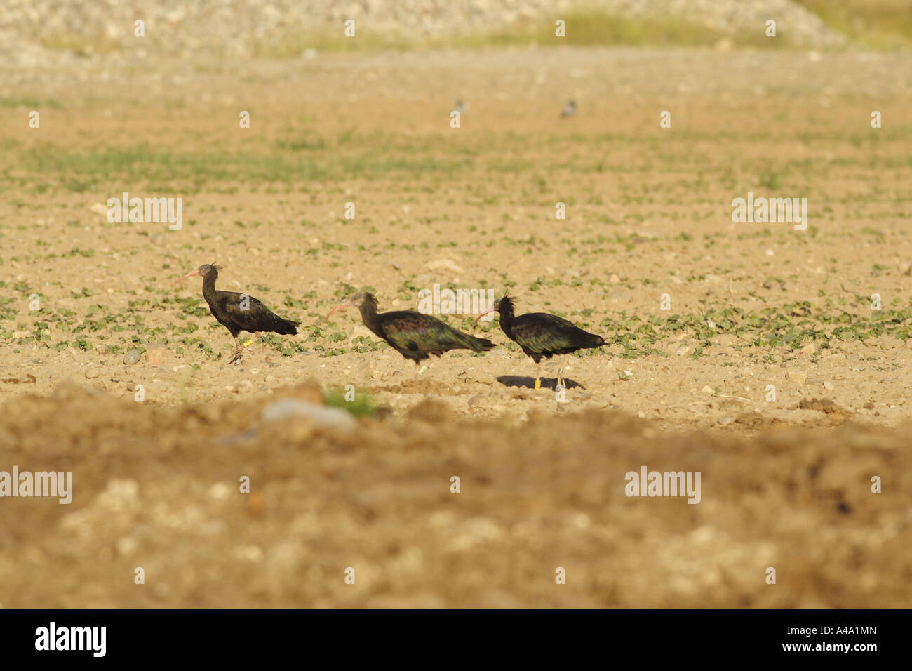 hermit ibis (Geronticus eremita), seaching food on acre, Turkey Stock Photo