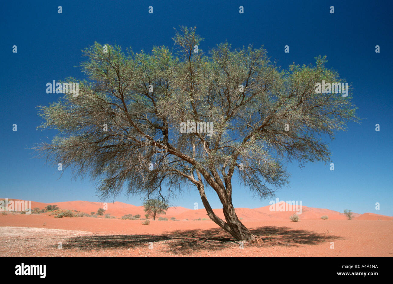 Camelthorn tree hi-res stock photography and images - Alamy