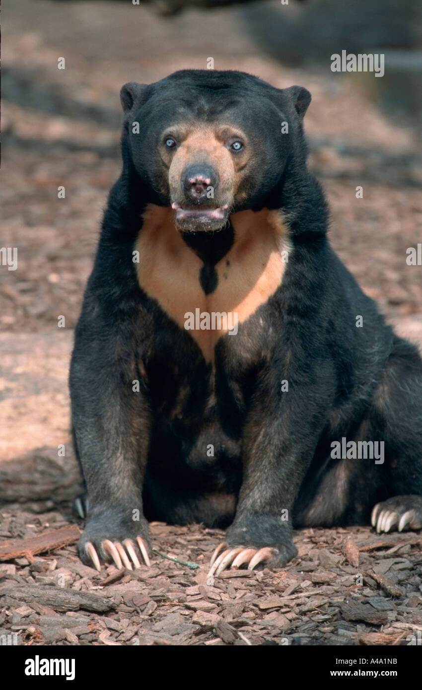 Malayan Sun Bear Stock Photo - Alamy