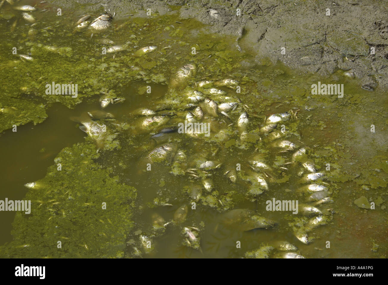 fish mortality due to eutrophication in summerheat, Germany, Bavaria, Oberbayern Stock Photo