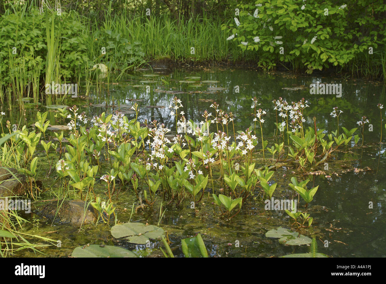 bogbean, buckbean (Menyanthes trifoliata), flowering; swimming on water surface, Germany, Bavaria Stock Photo