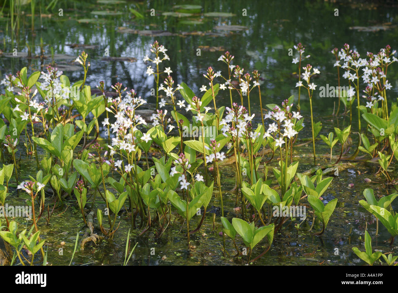 bogbean, buckbean (Menyanthes trifoliata), flowering in a pond, Germany, Bavaria Stock Photo