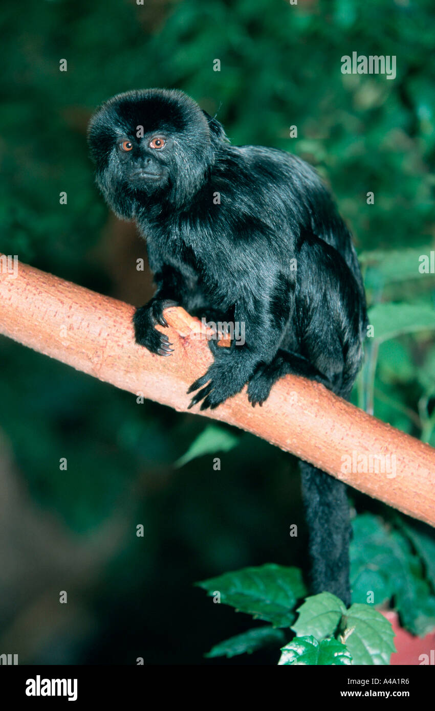 groomers oatmeal and honey shampoo