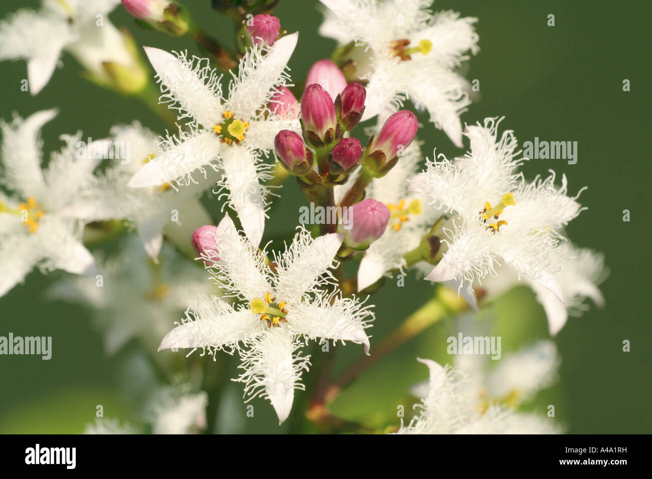 bogbean, buckbean (Menyanthes trifoliata), flower, close-up, Germany, Bavaria Stock Photo