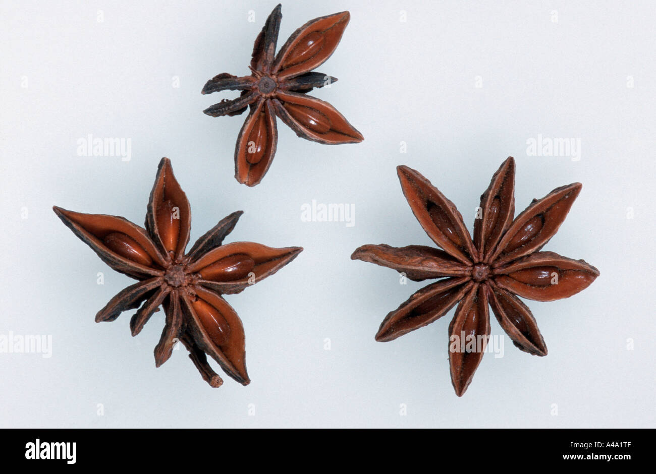 Star Anise / Badian Anise Stock Photo