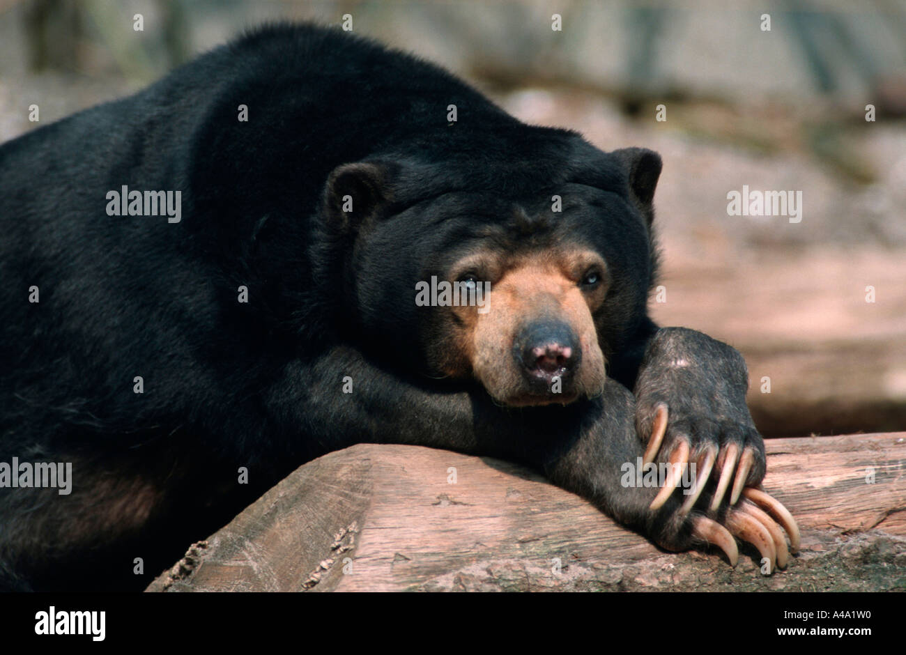 Malayan Sun Bear Stock Photo - Alamy