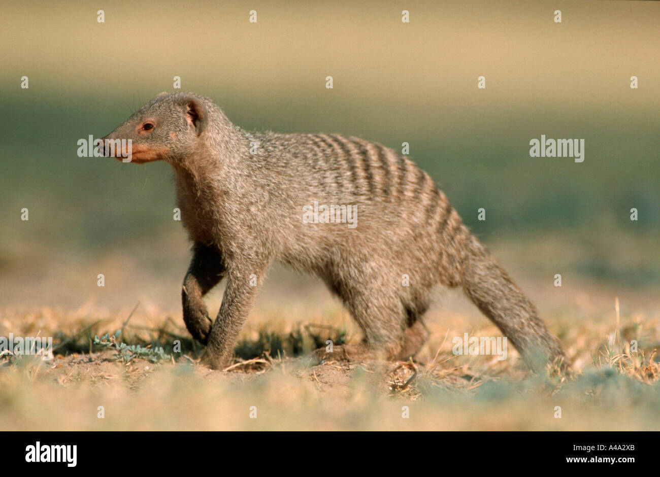 The mongoose hi-res stock photography and images - Page 2 - Alamy