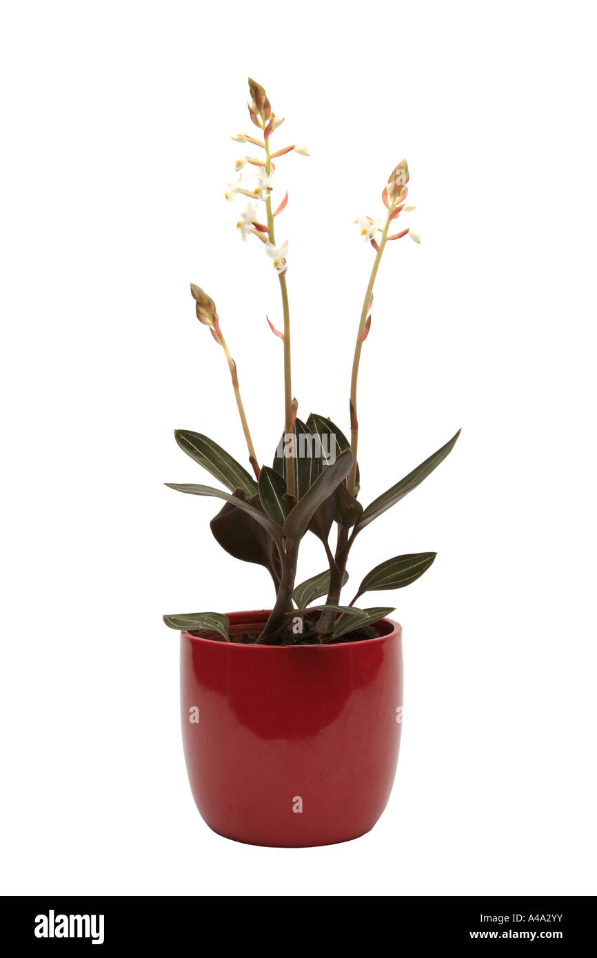 Jeweled Ludisia, Jewel Orchid (Ludisia discolor, Goodyera discolor, Haemaria discolor), potted plant Stock Photo