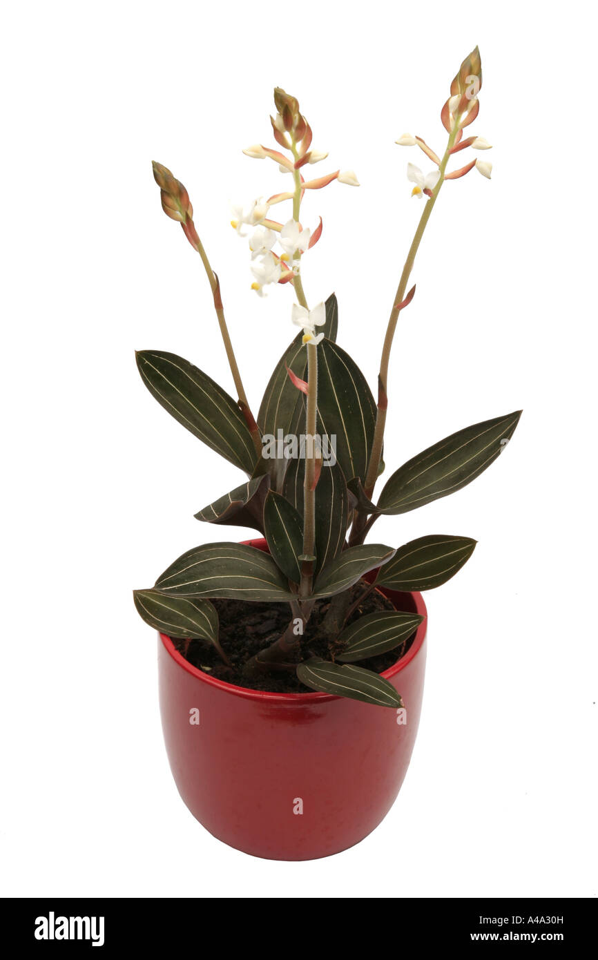 Jeweled Ludisia, Jewel Orchid (Ludisia discolor, Goodyera discolor, Haemaria discolor), potted plant Stock Photo