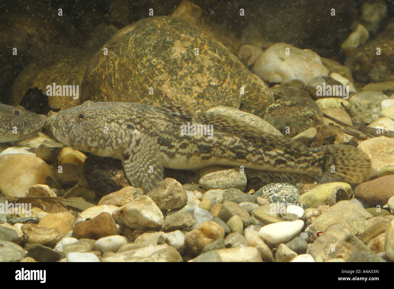 Bighead goby (Neogobius kessleri), female, Germany, Bavaria, Danube Stock Photo