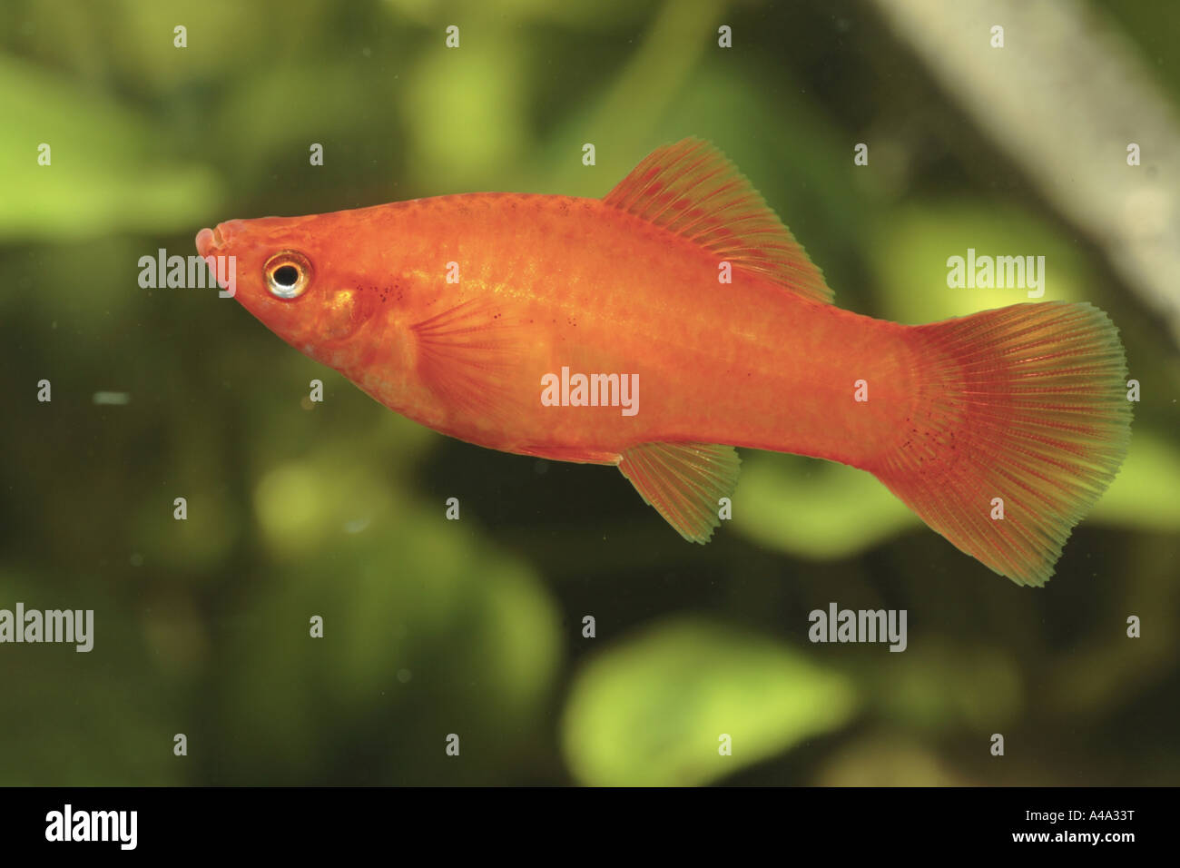 green swordtail (Xiphophorus helleri), female, red Stock Photo