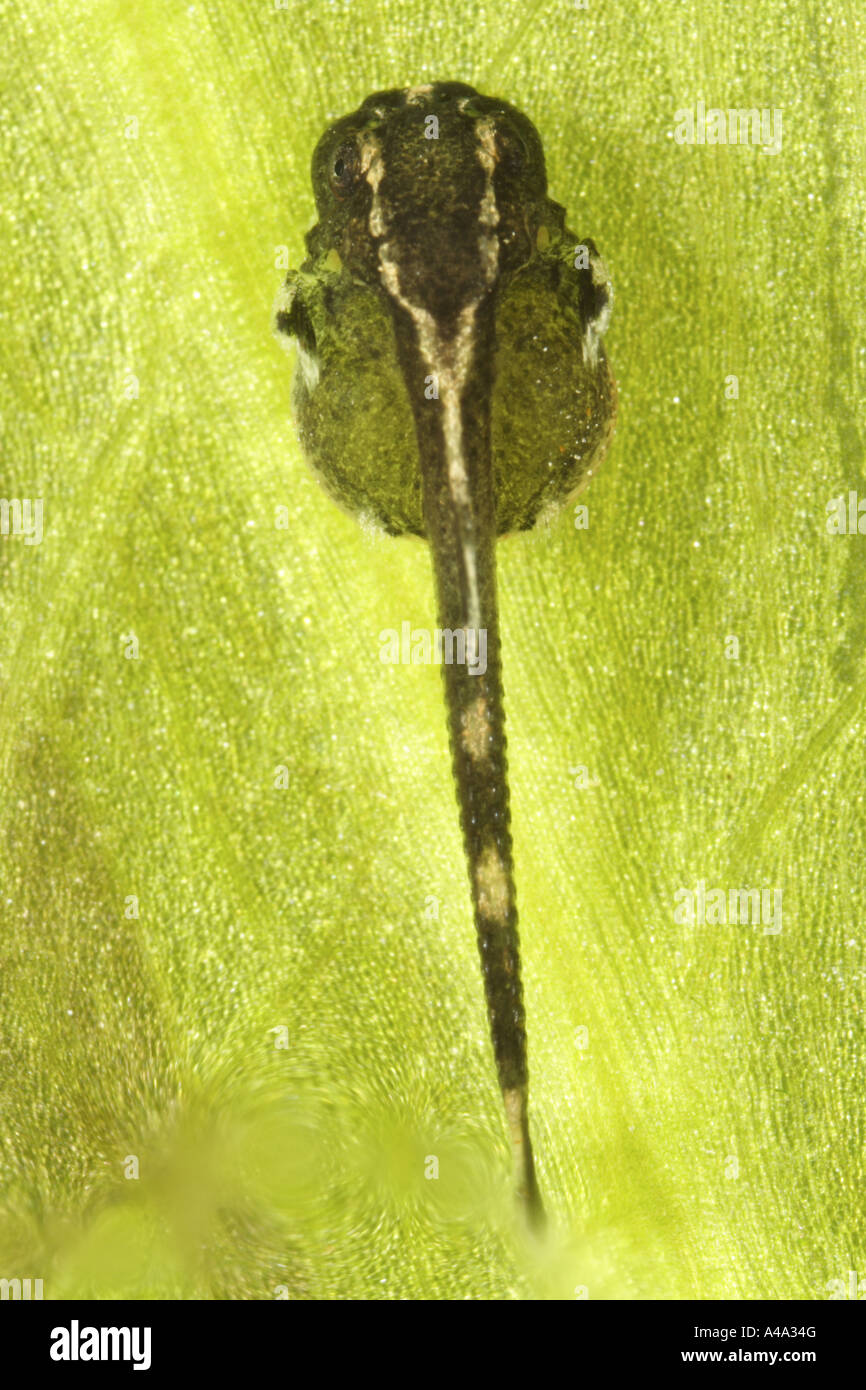 Sturisoma festivum (Sturisoma festivum), larva immediately after hatching Stock Photo