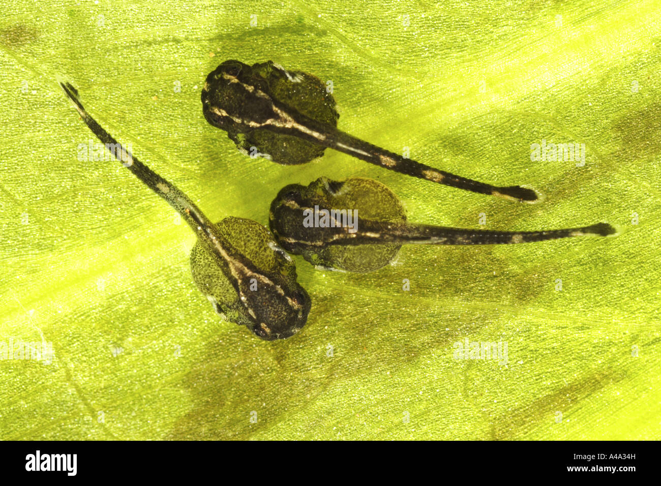larvae on Echinodorus after hatching Sturisoma festivum Stock Photo
