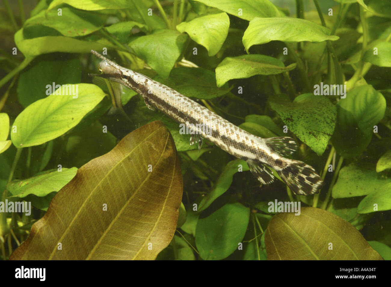 spotted gar (Lepisosteus oculatus), young, 200 mm, catching fisch Stock Photo