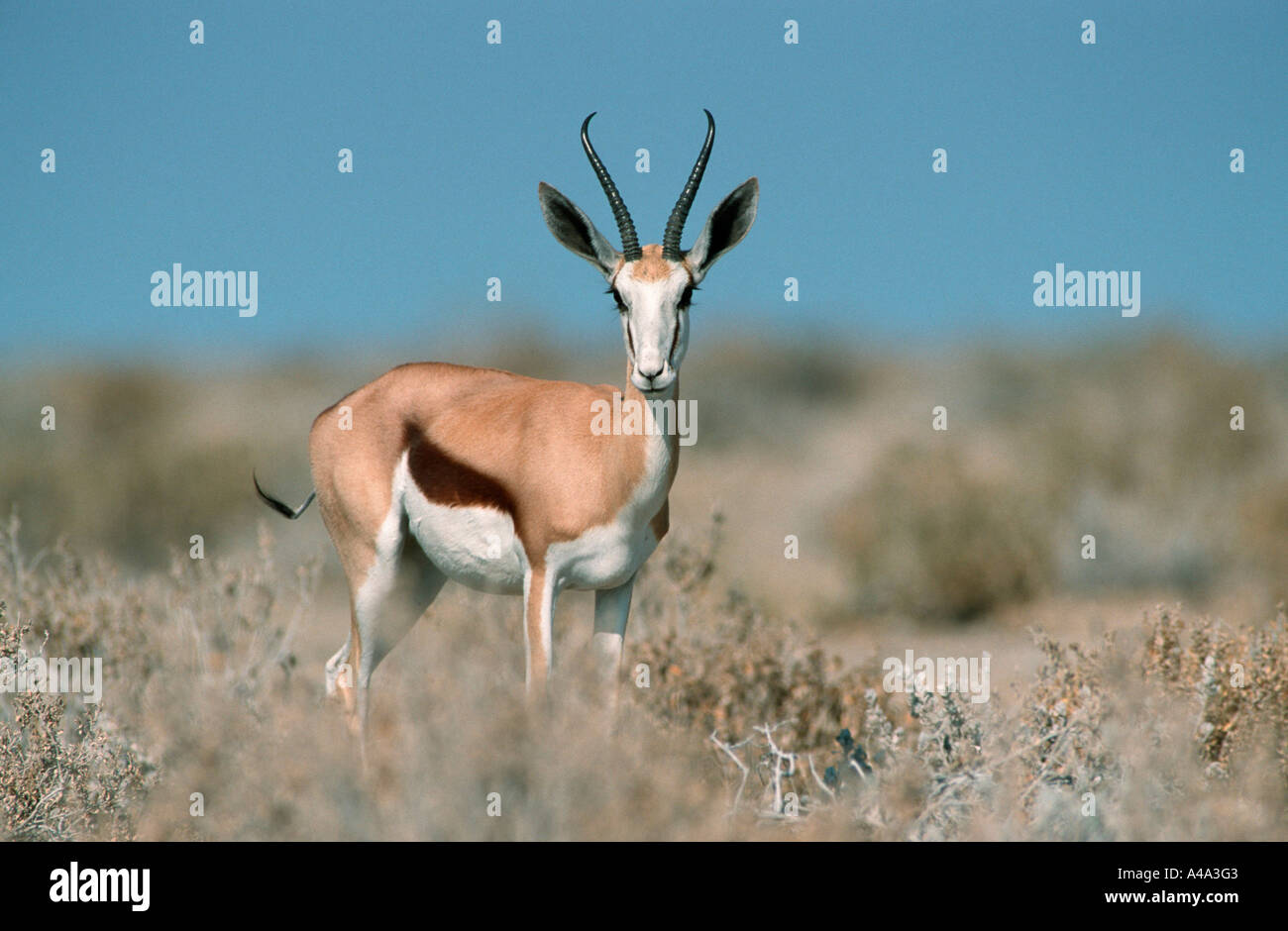Lesser Springbok Springbok animal hi-res stock photography and images - Alamy