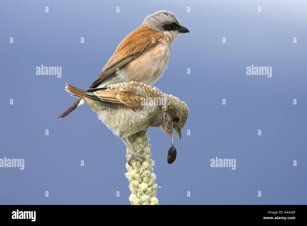 redbacked shrike (Lanius collurio), young bird throws up rest of the