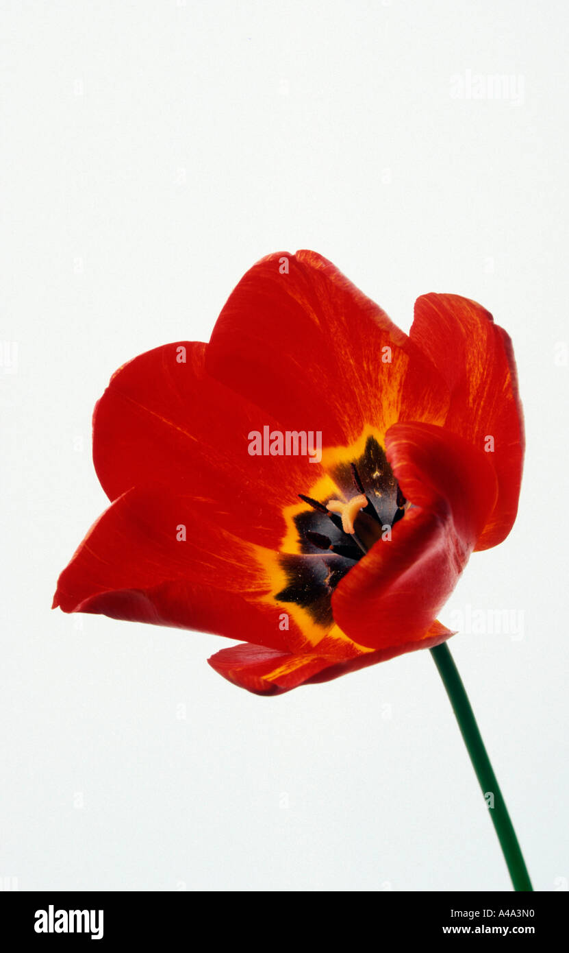 Tulip / Tulpe Stock Photo
