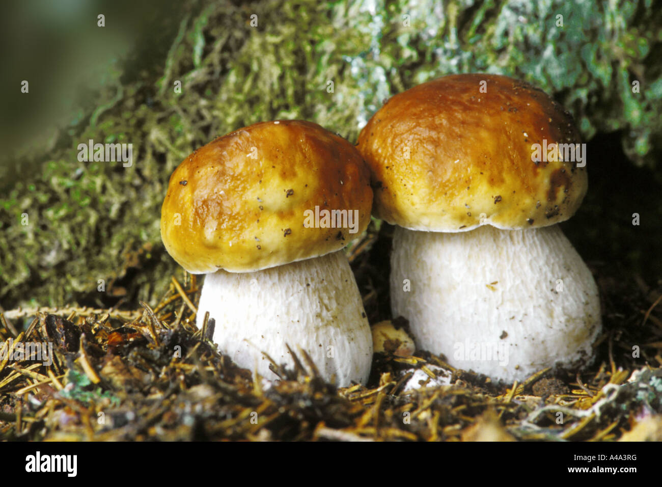 penny bun, cep (Boletus edulis), fruiting bodies, Germany Stock Photo