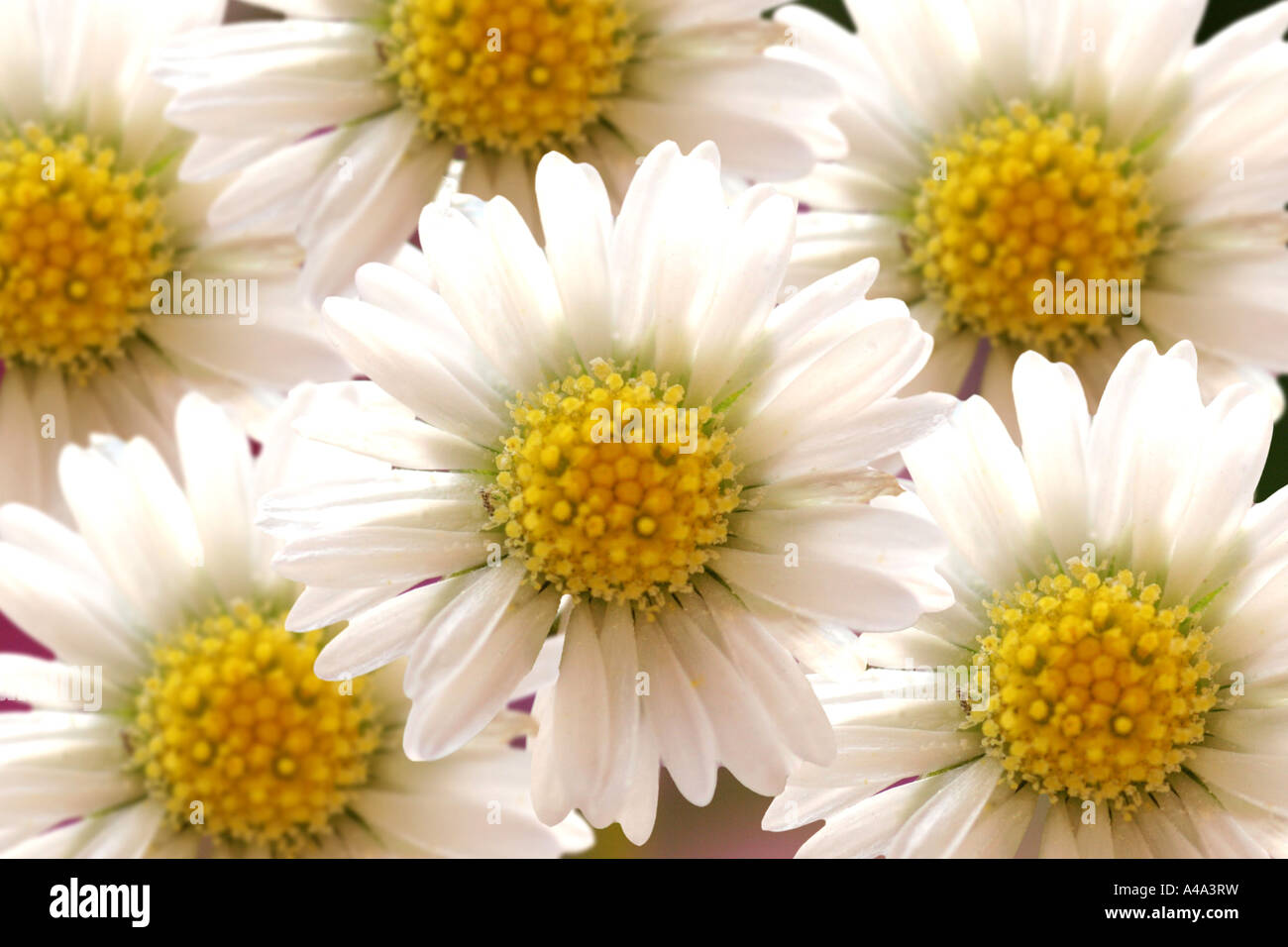 common daisy, lawn daisy, English daisy (Bellis perennis), inflorescences, Germany Stock Photo