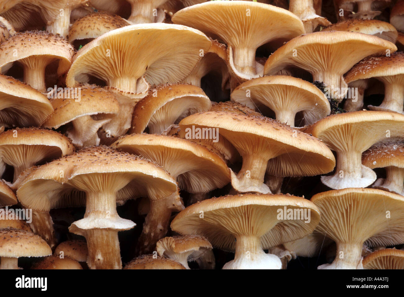 honey fungus (Armillaria mellea), fruiting bodies, Germany Stock Photo