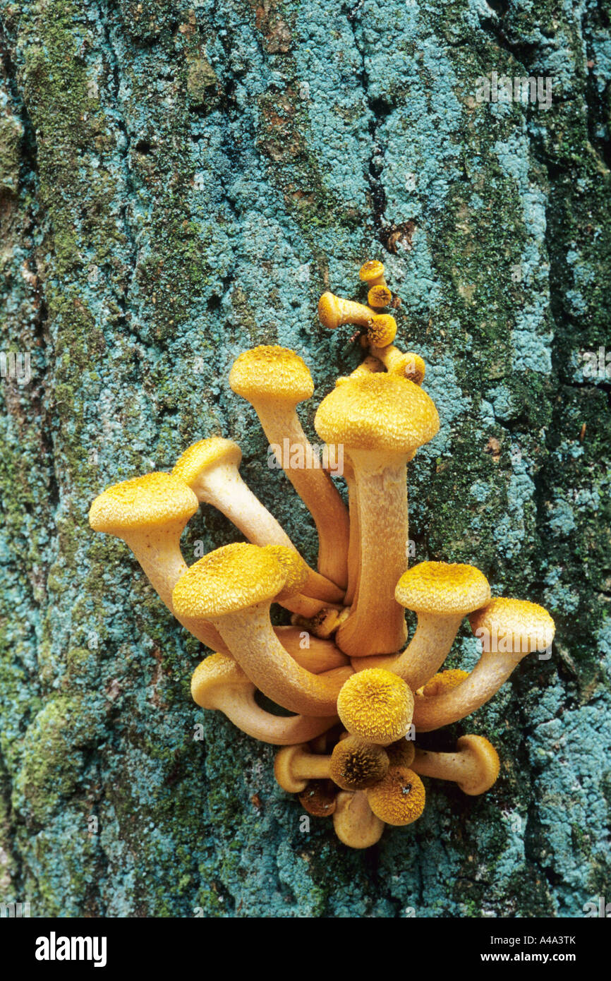 honey fungus (Armillaria mellea), fruiting bodies on a trunk, Germany Stock Photo