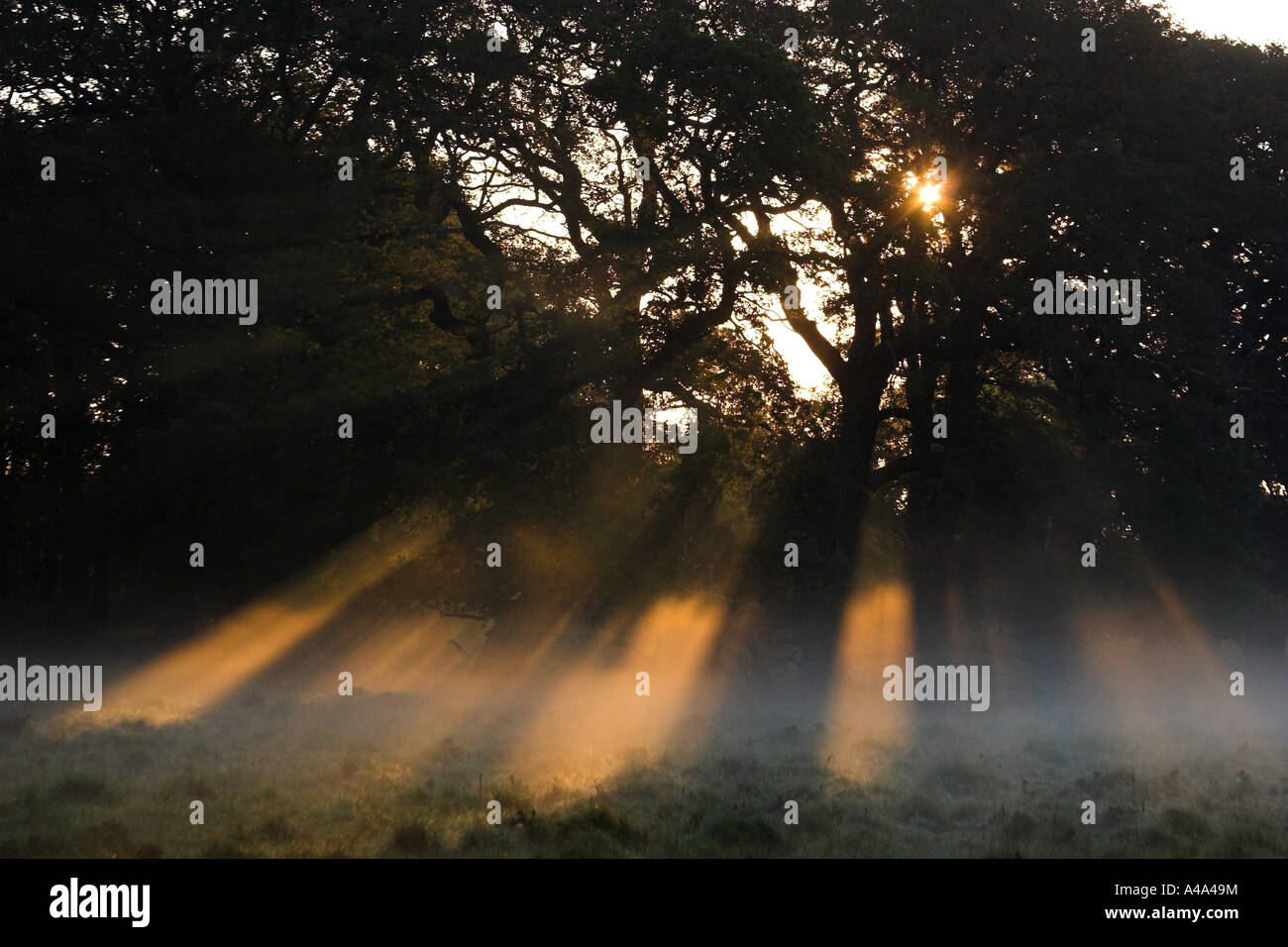 sunrise at the edge of a wood, Daenemark, Seeland Stock Photo