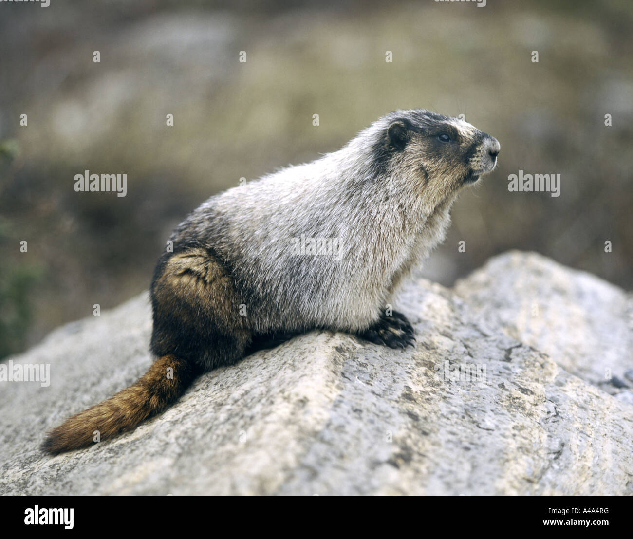 hoary marmot (Marmota caligata), sitting on rock Stock Photo