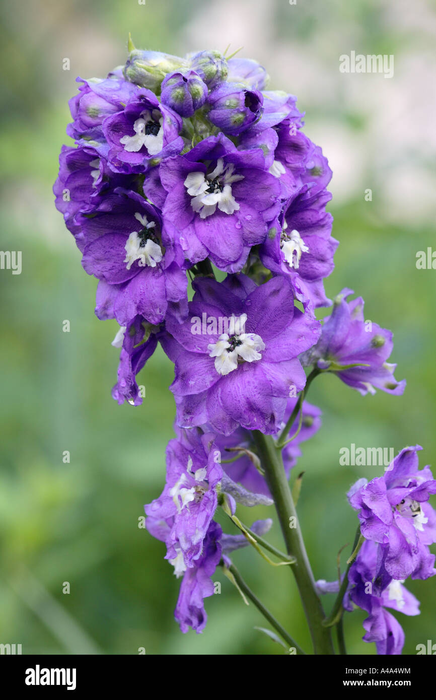 Candle larkspur delphinium elatum hires stock photography and images