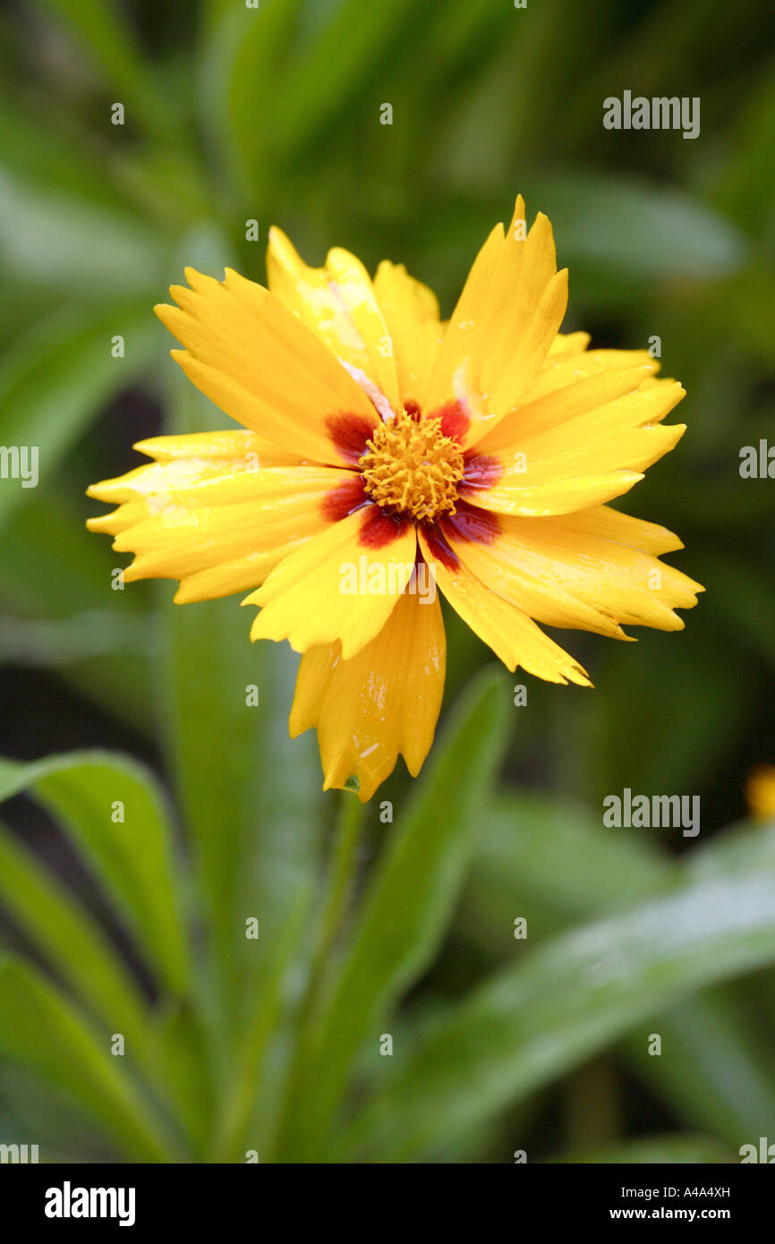 tickseed (Coreopsis spec.), blossom Stock Photo Alamy