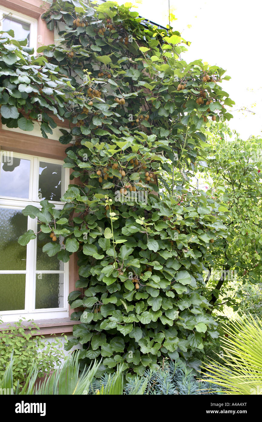 kiwi fruit, Chinese gooseberry (Actinidia deliciosa), creeping at a house facade Stock Photo