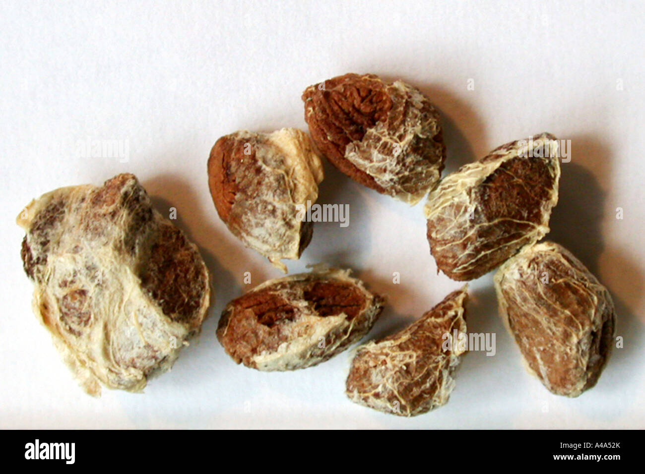 Iboga, Black bugbane (Tabernanthe iboga, Tabernanthe bocca, Tabernanthe pubescens, Tabernanthe tenuiflora), seeds Stock Photo