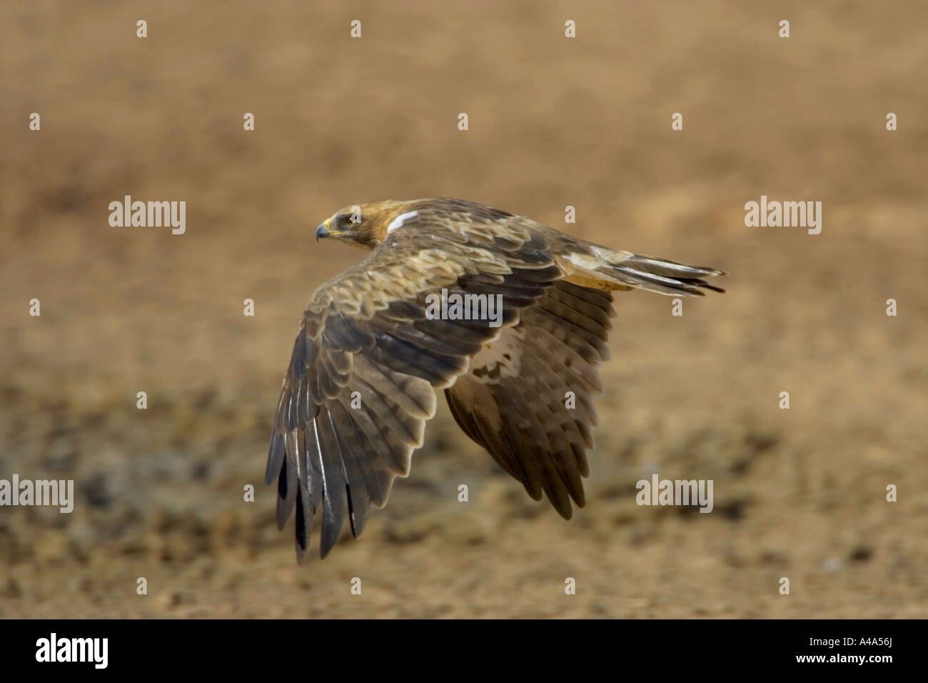 booted eagle (Hieraaetus pennatus), juvenile, South Africa Stock Photo