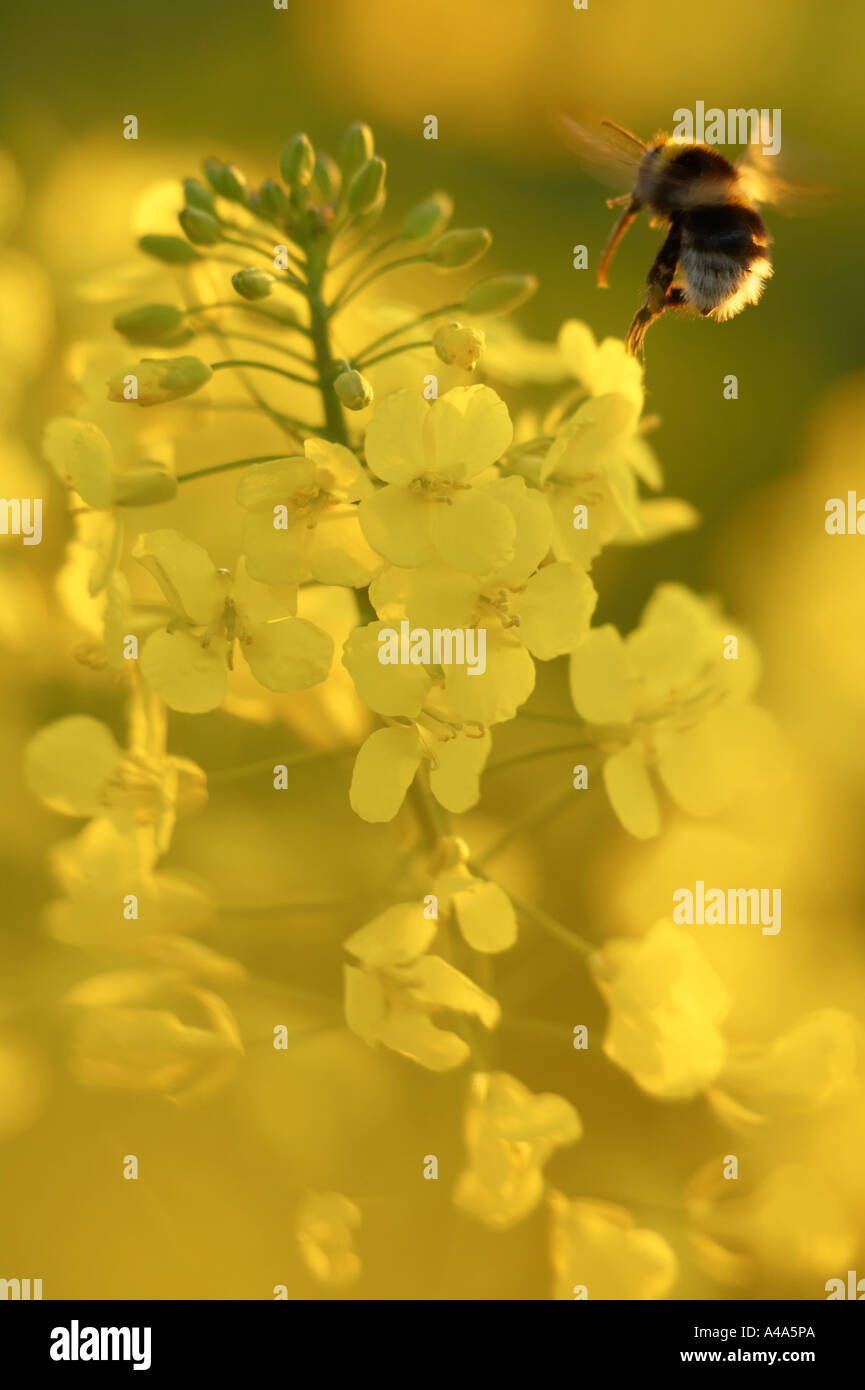 Brassica napus pollen hi-res stock photography and images - Alamy
