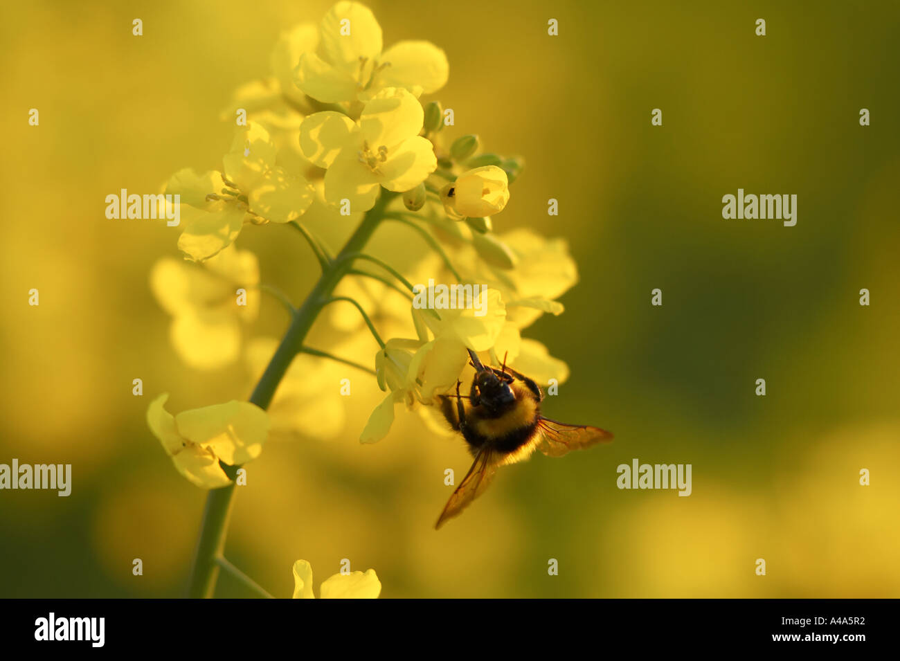 Brassica napus pollen hi-res stock photography and images - Alamy