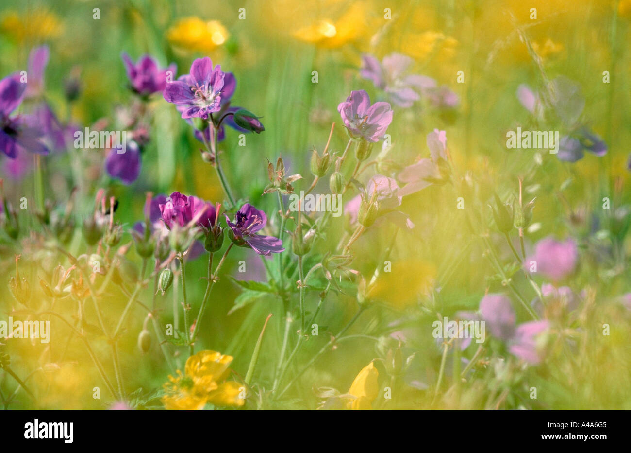 Flower Meadow / Blumenwiese Stock Photo