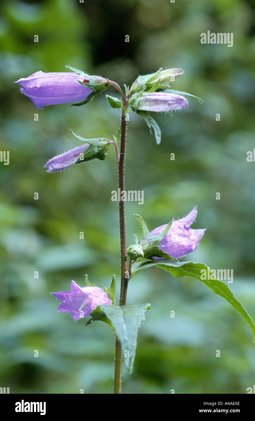 Nettle-leaved Bellflower Stock Photo