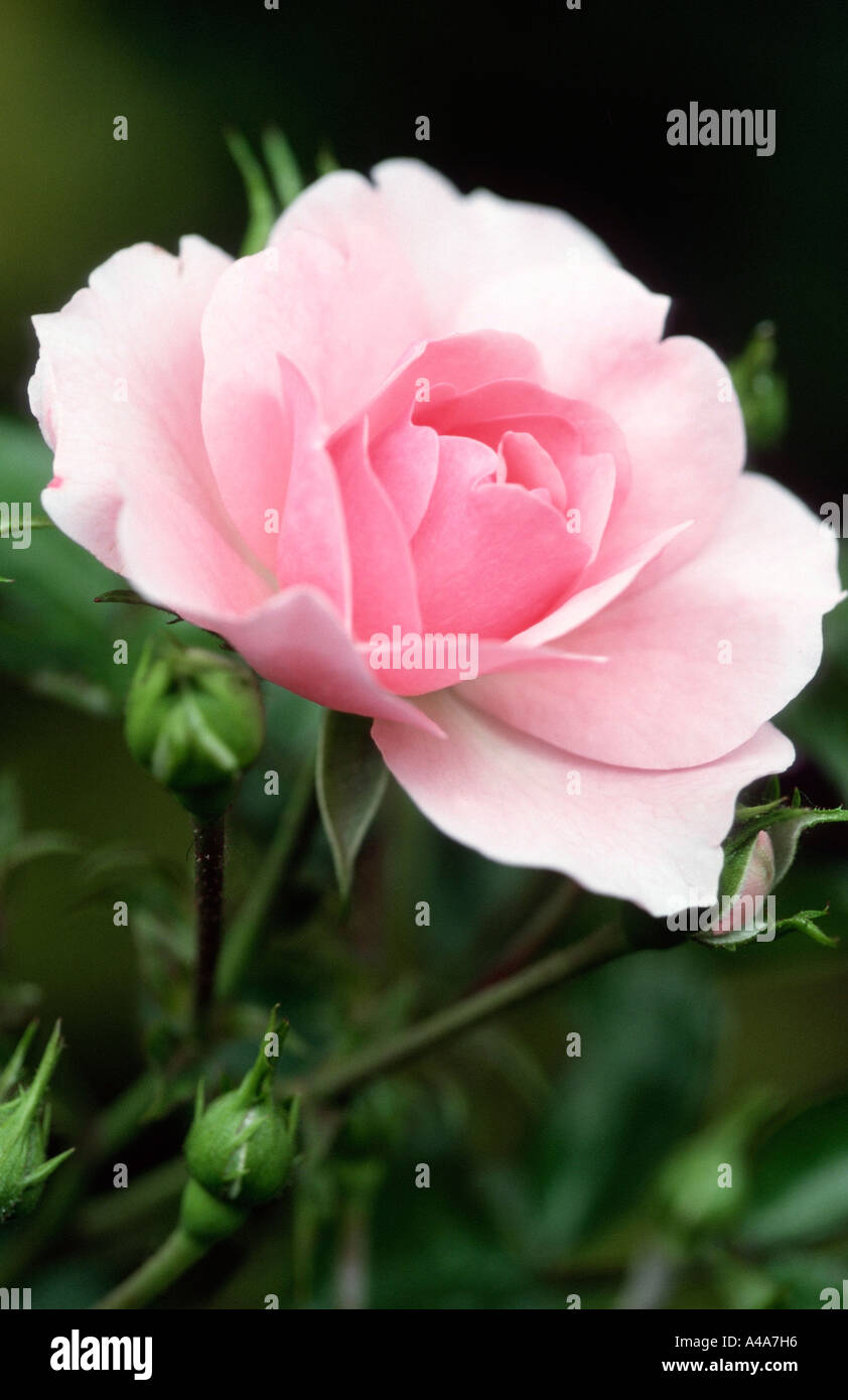 Upright shrub rose hi-res stock photography and images - Alamy