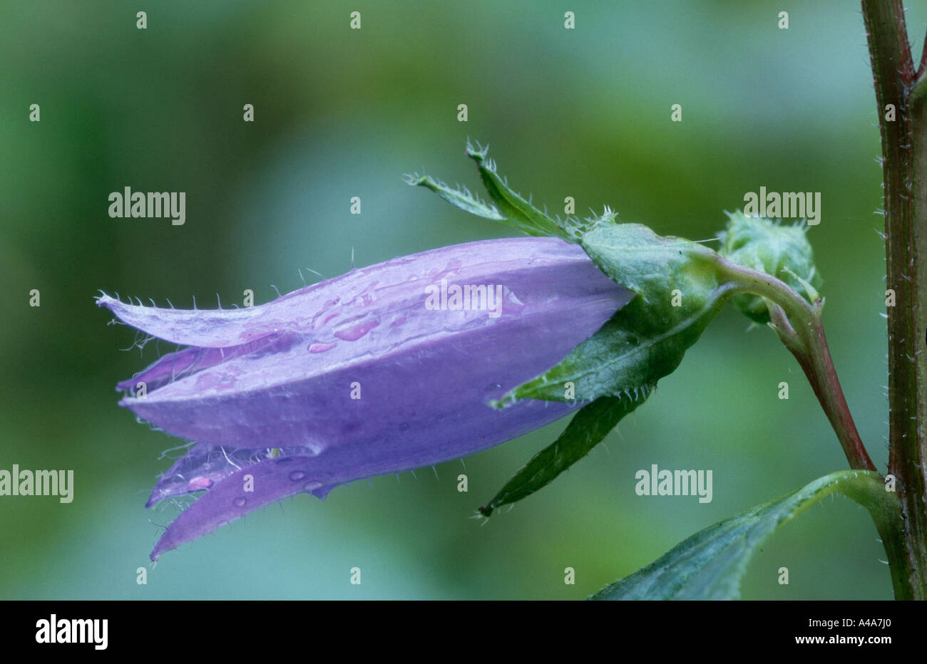 Nettle-leaved Bellflower Stock Photo