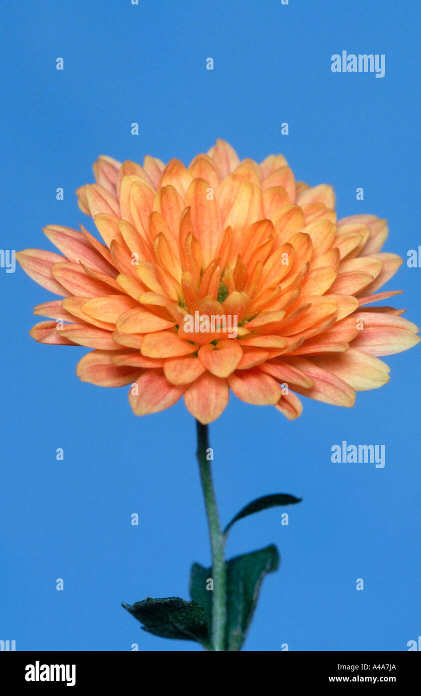 Chrysantheme Stock Photo