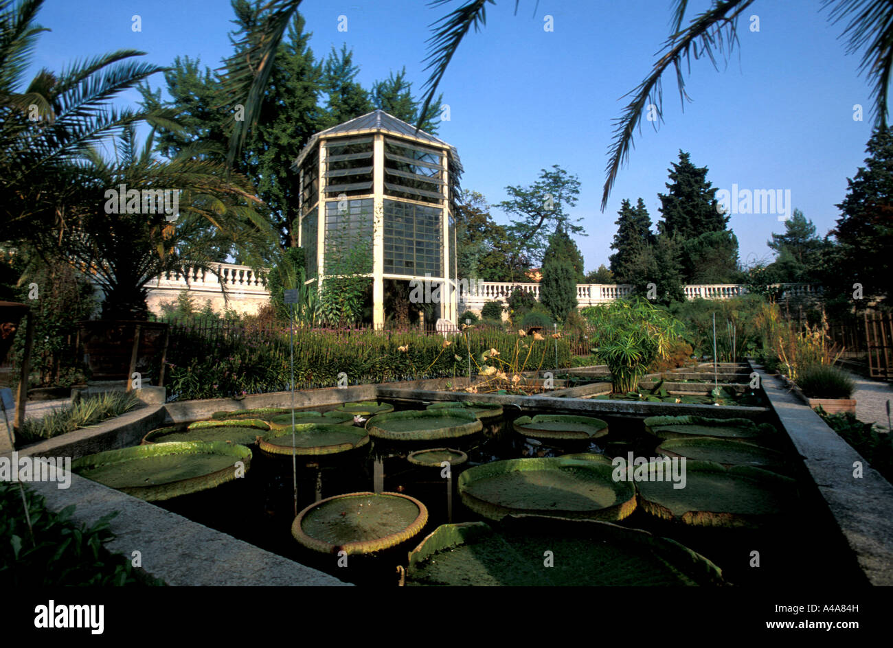 Palma di Goethe Botanical Garden Padua Veneto Italy Stock Photo - Alamy