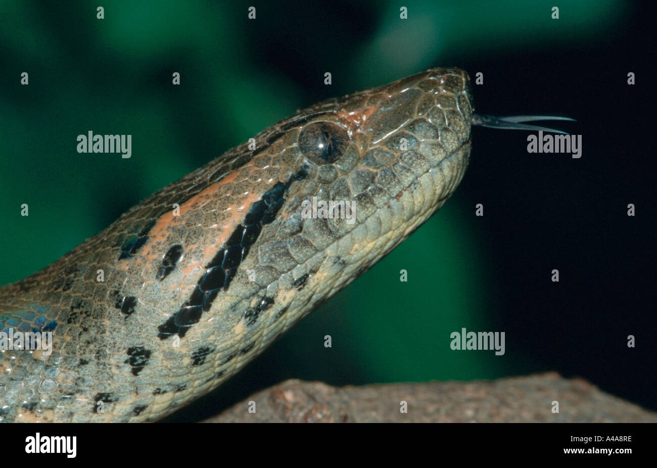 Green anaconda head hi-res stock photography and images - Alamy