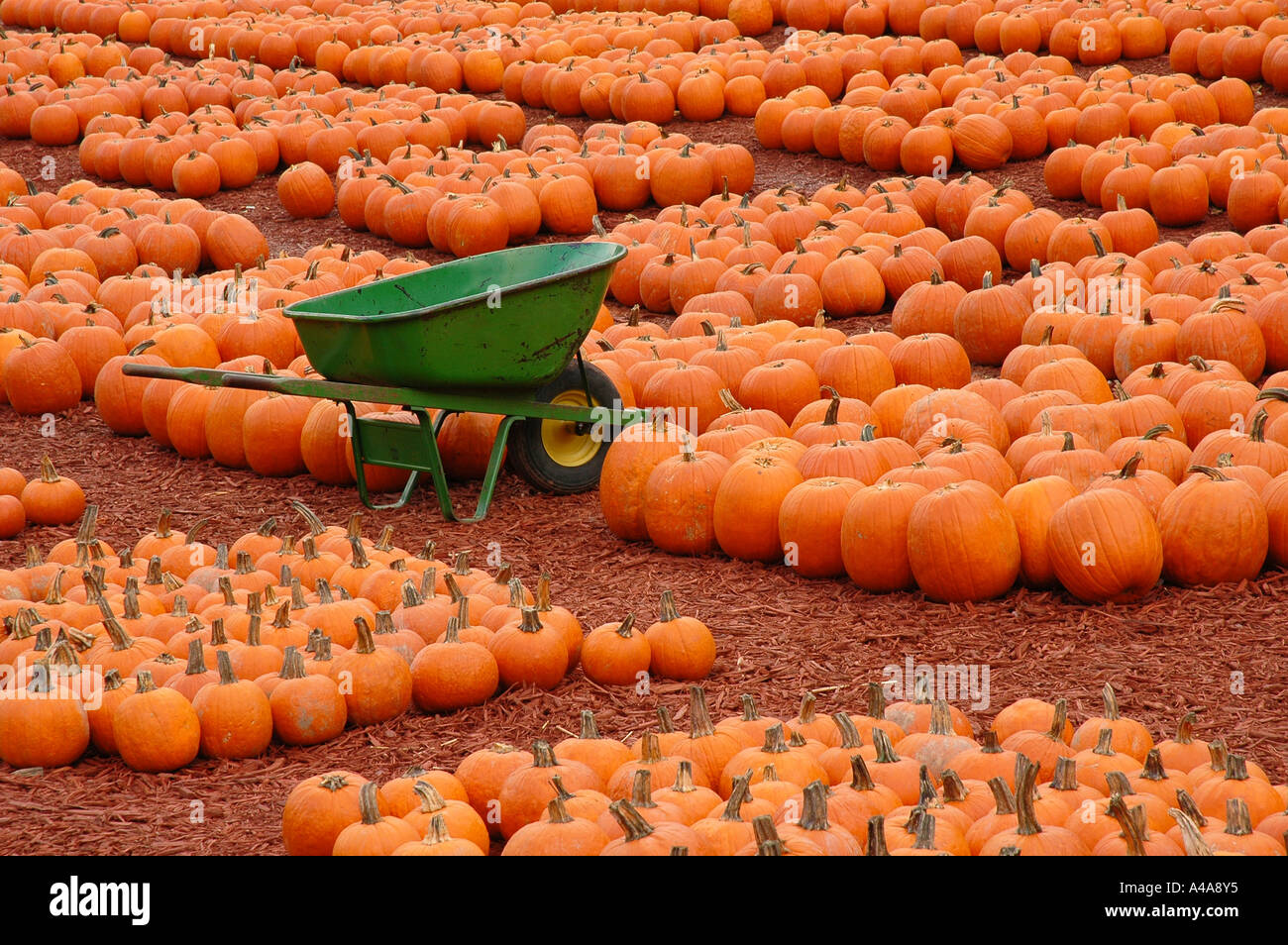 Pumpkin Farm in USA with Green Wheelbarrow Stock Photo Alamy